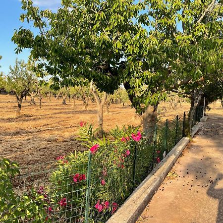 فيلا Trulli Ulivi بوتينيانو المظهر الخارجي الصورة